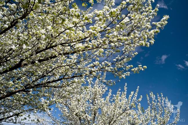 Spring Stirling South Australia