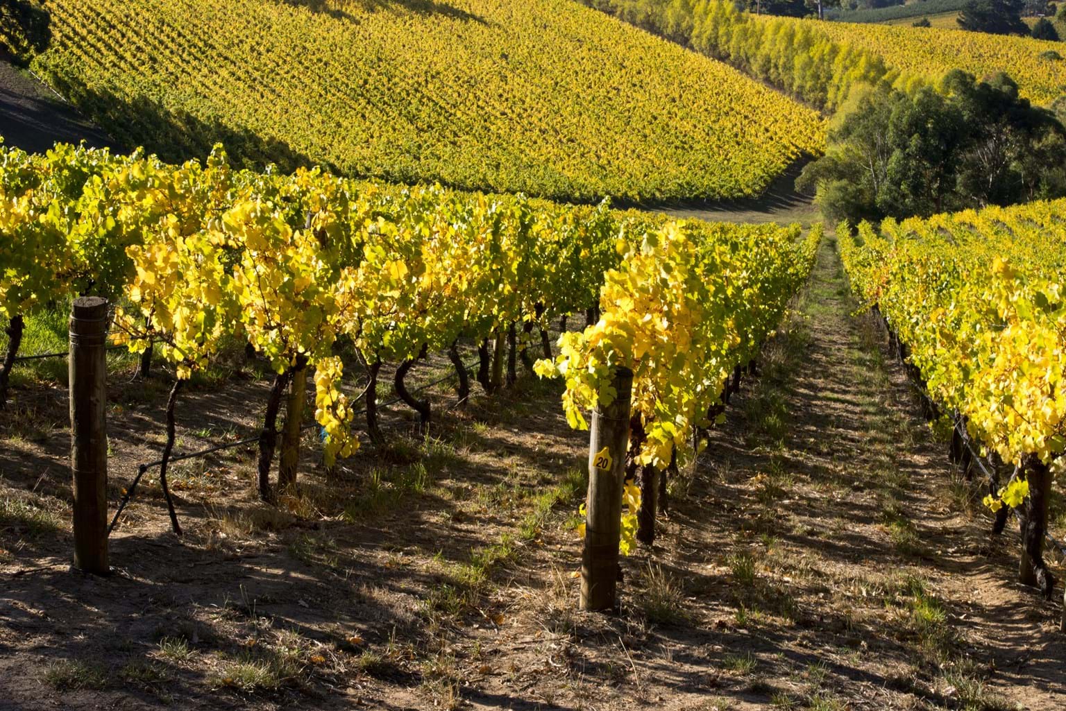 Adelaide Hills Wine Region