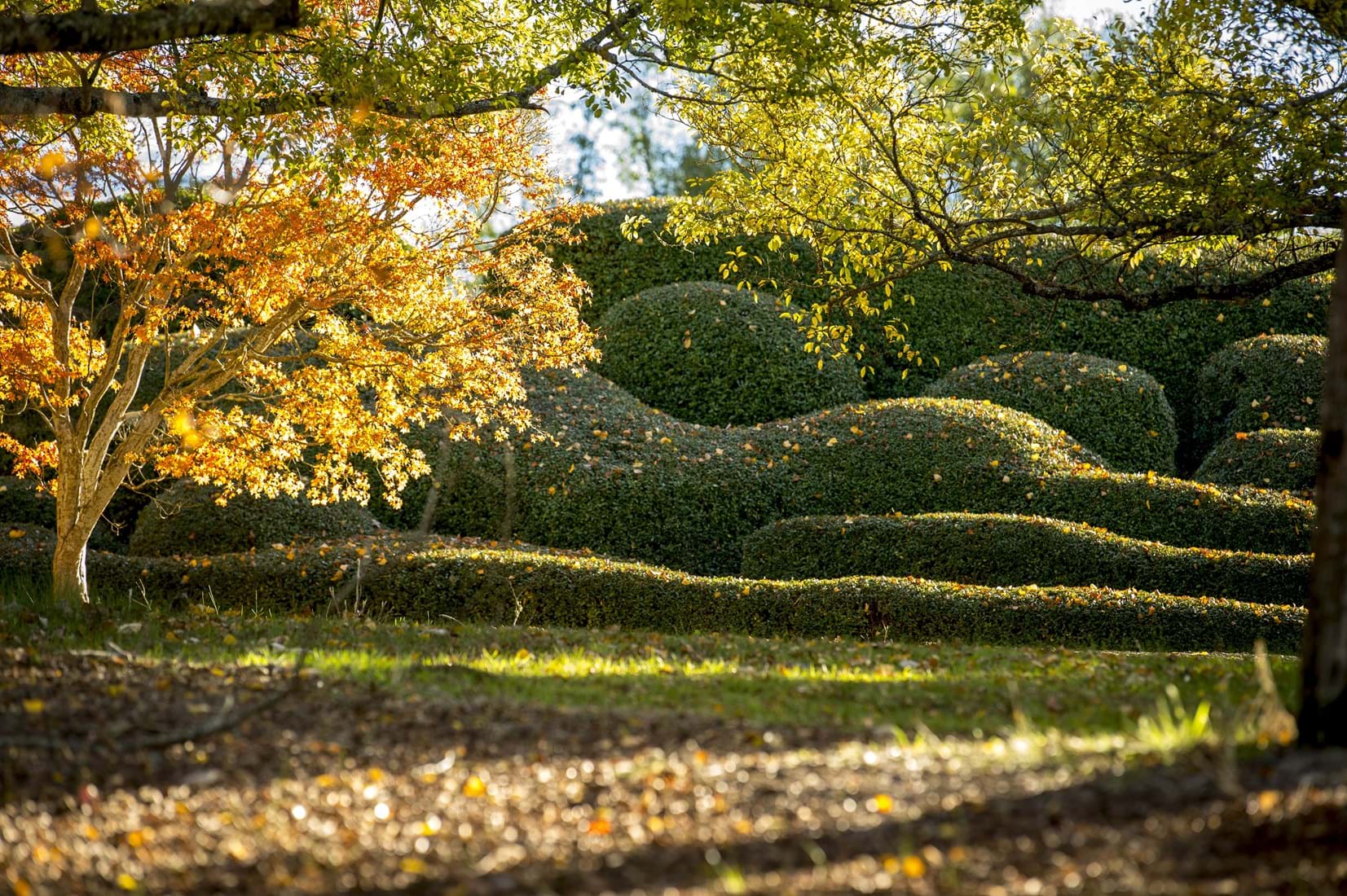 Mt Lofty Botanic Gardens